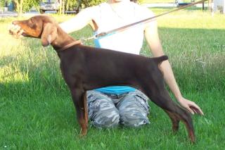 Top-Dobermann von Züchter