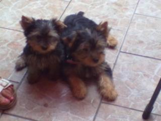 Reinrassige Yorkshire Terrier Welpen