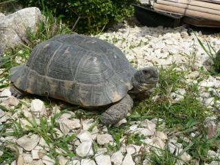 Griechische Breitrandschildkröten