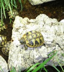 Griechische Landschildkröten Thb