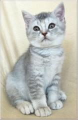 Britisch Kurzhaar in blue-silver-tabby-ticked