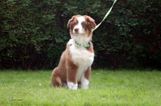 Australian Shepherd Welpen zu verkaufen