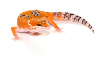 Leopardgecko-Morphen