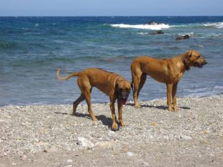 Welpen Rhodesian Ridgeback