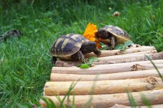 Berlin Griechische Landschildkröten