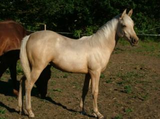 Wunderhübsche Quarabstute Quarter x Araber Palomino