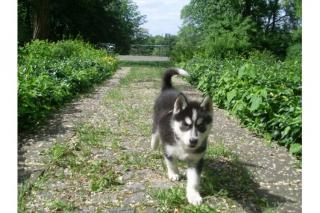 Siberian Husky Welpen mit VDH / DCNH / FCI Papiere