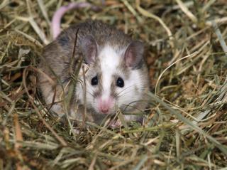 Vielzitzenmäuse, Farbmäuse und weiße Mäuse zu verkaufen