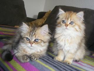 Reinrassige Perserbabys in Golden Shaded und Golden Tabby