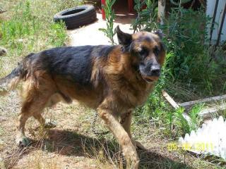 Bekommt Rex mit 8 Jahren noch einmal eine Chance