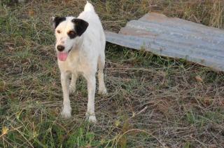 Curro, ein charmanter 5jähriger Bodugero Mischling sucht nun seinen Platz im Leb