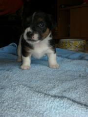 Jack Russell Terrier Welpen kleinbleibend