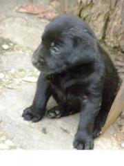 Labrador Welpen braun mit Papieren Hausaufzucht