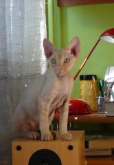 BENO Devon Rex