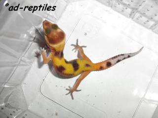 Leopardgecko Farbzuchten 2021