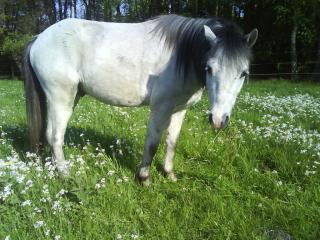 Biete geführtes Ponyreiten an