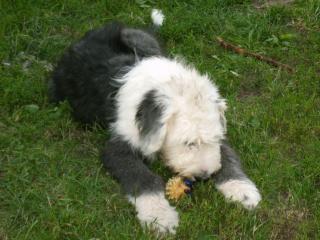 Reinrassige Bobtail Junghündin