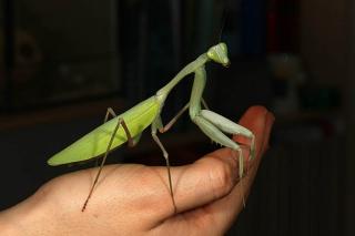 Indische Riesengottesanbeterin, Afrikanische Mantis, Pharaomantis