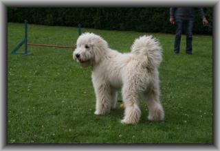 Süße Goldendoodle Welpen Doodle abzugeben