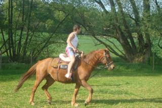 Fuchsstute und Pony Hengst ohne Papiere