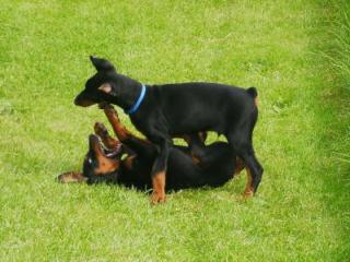 Dobermann Welpen mit Papiere