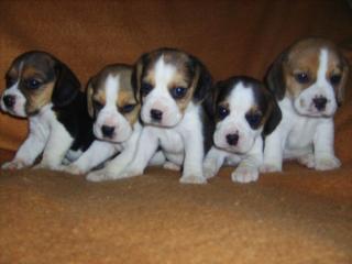 Beagle-u. MINI-Beagle-Babies aus seriöser Privatzucht