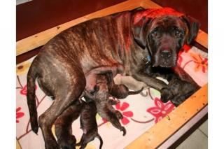 Dogo/ Presa Canario-Welpen