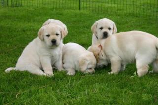 Süße blonde gelbe Labrador Welpen m. Papieren