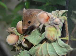 Eurasische Zwergmaus - Micromys minutus