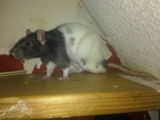 Hilfe ratten babys