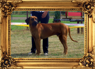 Rhodesian Ridgeback 2021 Multi-Ch. Deckrüde Abuya of Kwando aus dem Kennel of Bro