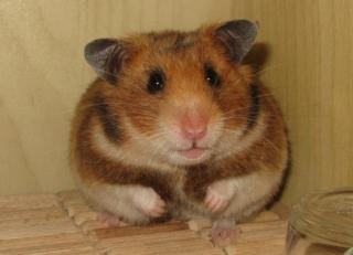 Tierschutzhamster suchen ein Zuhause