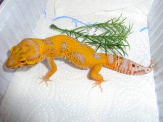 Leopardgeckonachzuchten