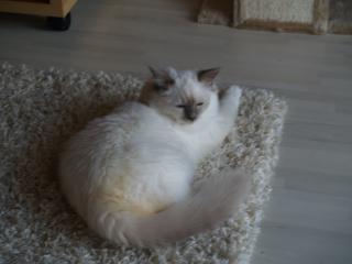 Frecher Birma Kater Kitten in lilac-point geb. 29. 05. 11 sucht liebevollen Schmus