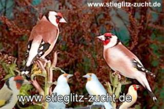 Stieglitz major, Wildfarbige und Mutation