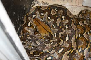 Python reticulatus Makassar 0, 1