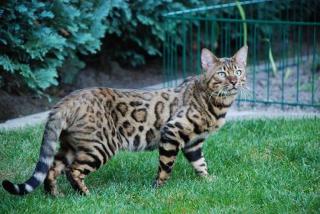 Wunderschöne Bengal Kitten