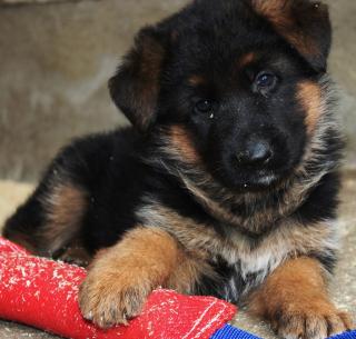 HALT Kräftige, mobile Schäferhund Welpen