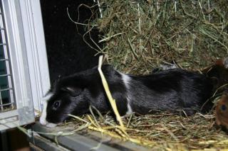 Neuer Cuy Nachwuchs Riesenmeerschweinchen ist da