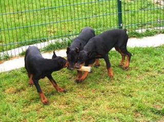 Schöne reinrassige Dobermannwelpen mit Papieren.