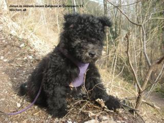 Pumi Welpen, ungarischer Hütehund, wenig bekannte Rasse, nicht haarend