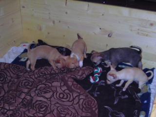 Chihuahua babay selten am 14. 10 2021