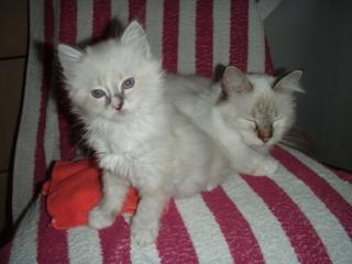 Birma/Ragdoll Mixkittys mit herrlichen blauen Augen