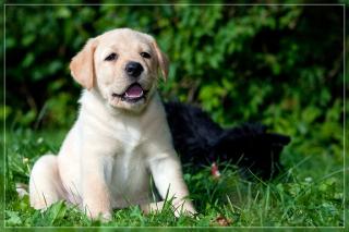 Labrador Welpen