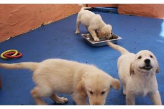 Golden Retriever Welpen für Weihnachten