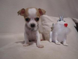 Wunderschöne Extra Mini Chihuahua aus seriöser Hobbyzuch