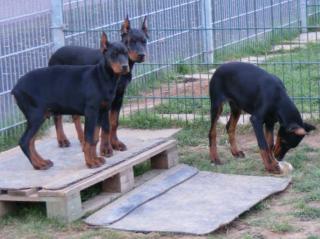 Wunderschöne erstklassige Dobermannwelpen von Spitzen Eltern