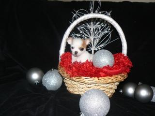 Mini Chihuahua Welpen