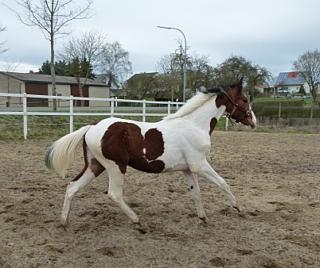 Beistellpony abzugeben