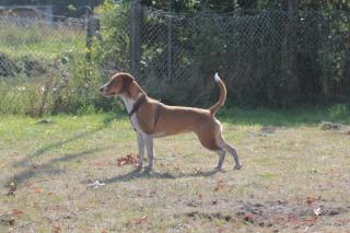 Beagle-Mix Dame